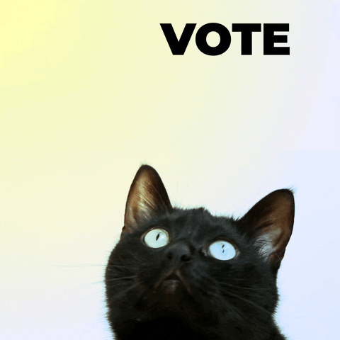 파란 눈의 검은 고양이가 투표라는 떠다니는 텍스트를 보고 있다